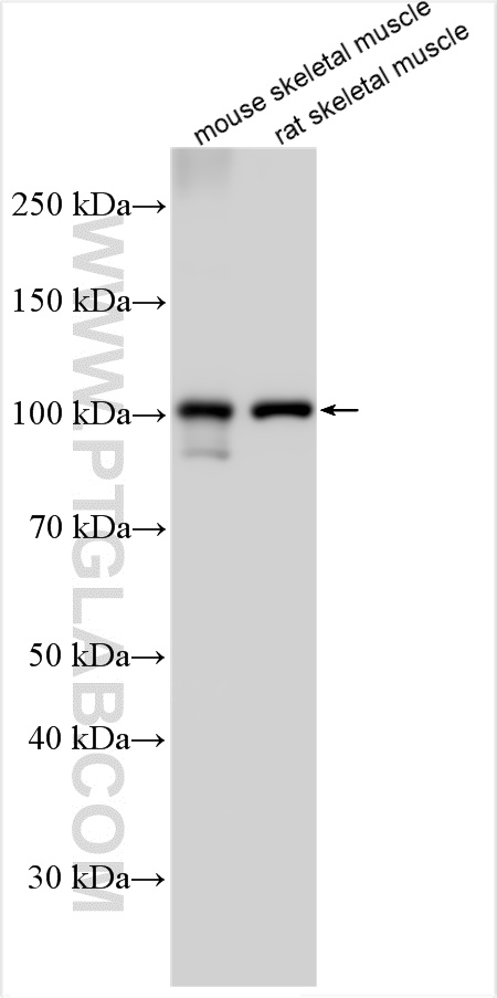 WB analysis using 22361-1-AP