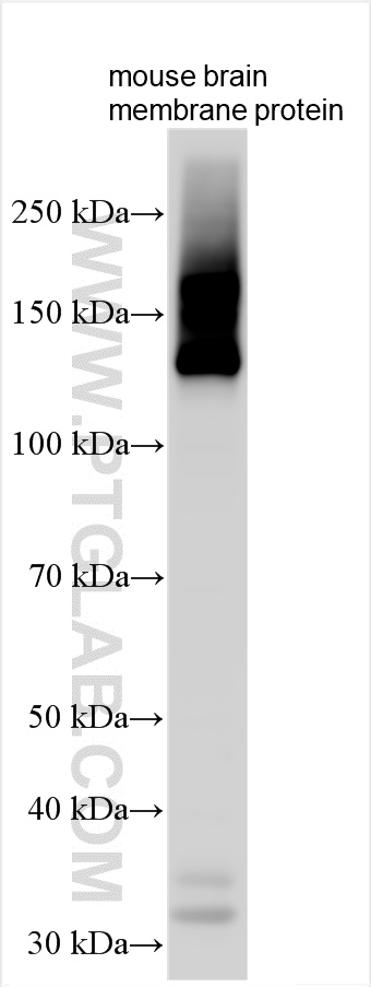 WB analysis using 30035-1-AP