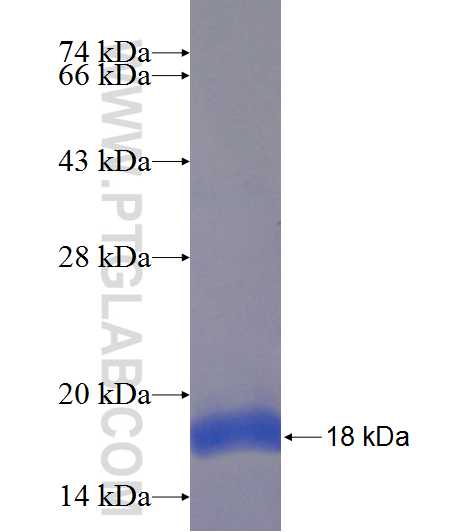 ATP2B4 fusion protein Ag23048 SDS-PAGE