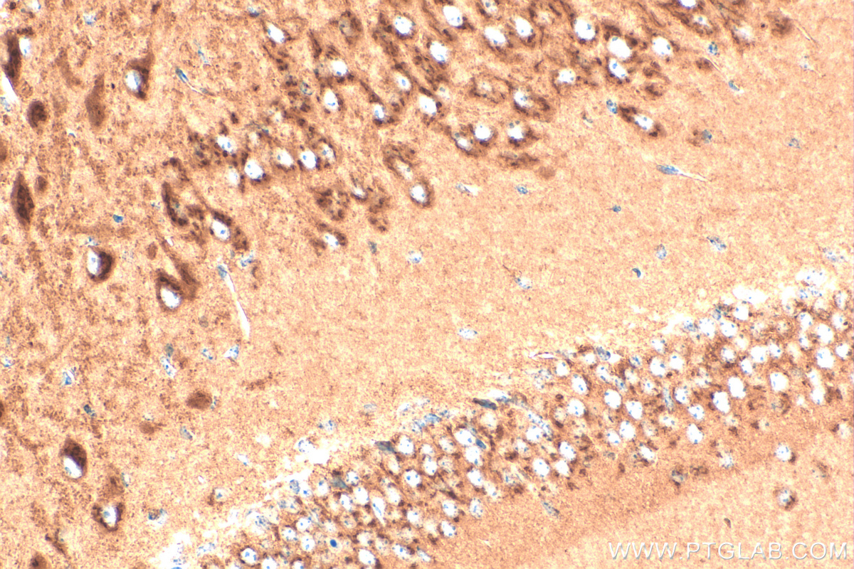 IHC staining of mouse brain using 13310-1-AP