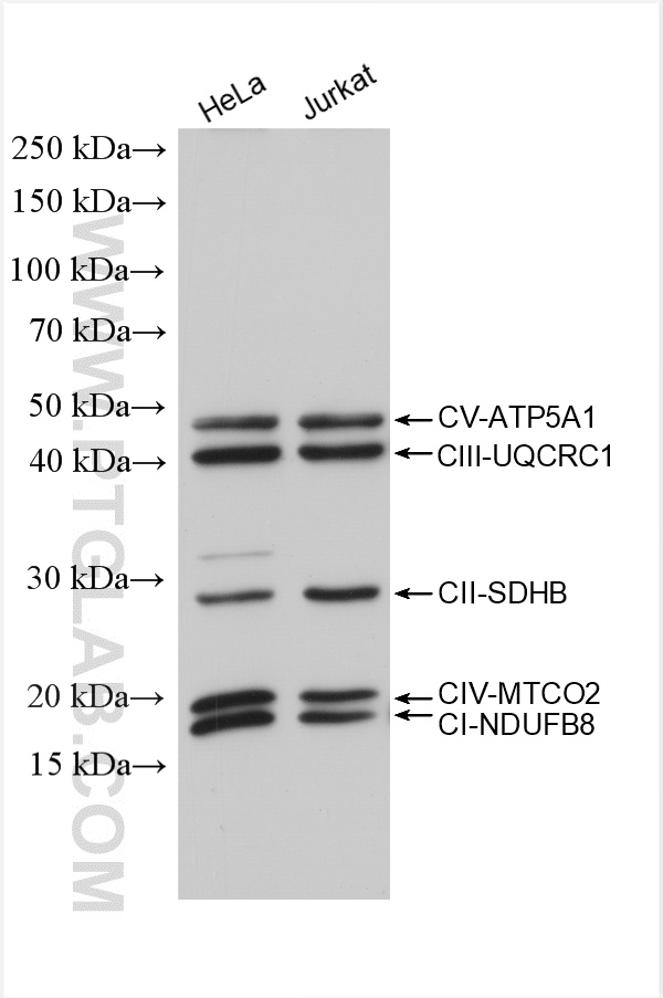 WB analysis of various samples using 14676-1-AP