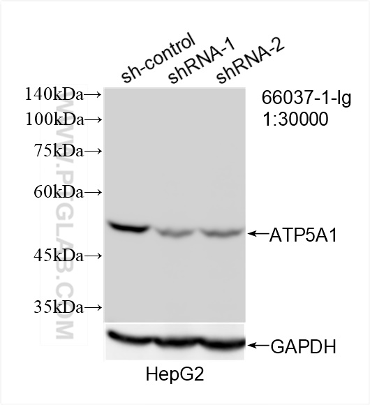 WB analysis of HepG2 using 66037-1-Ig (same clone as 66037-1-PBS)