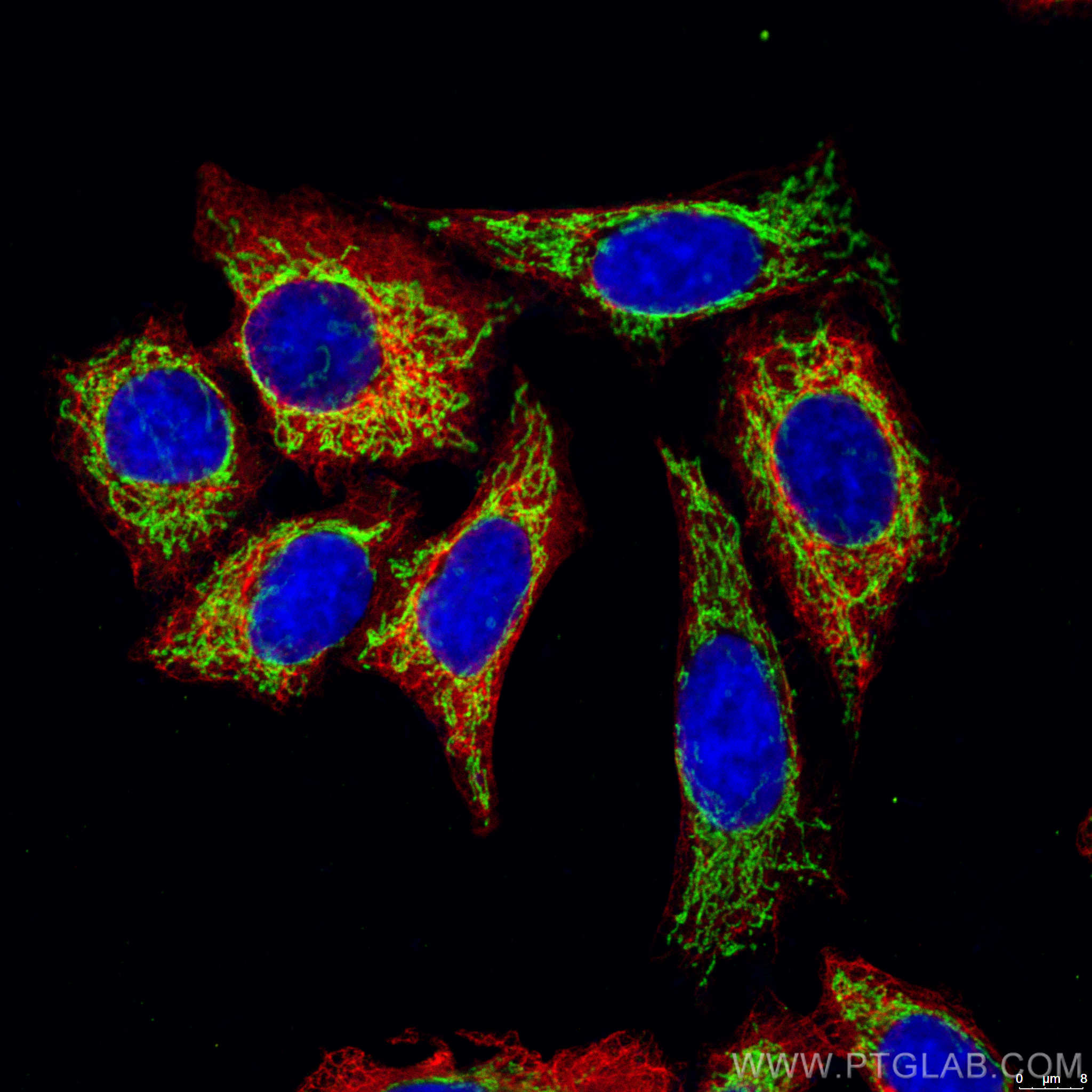 IF Staining of HepG2 using CL488-66037