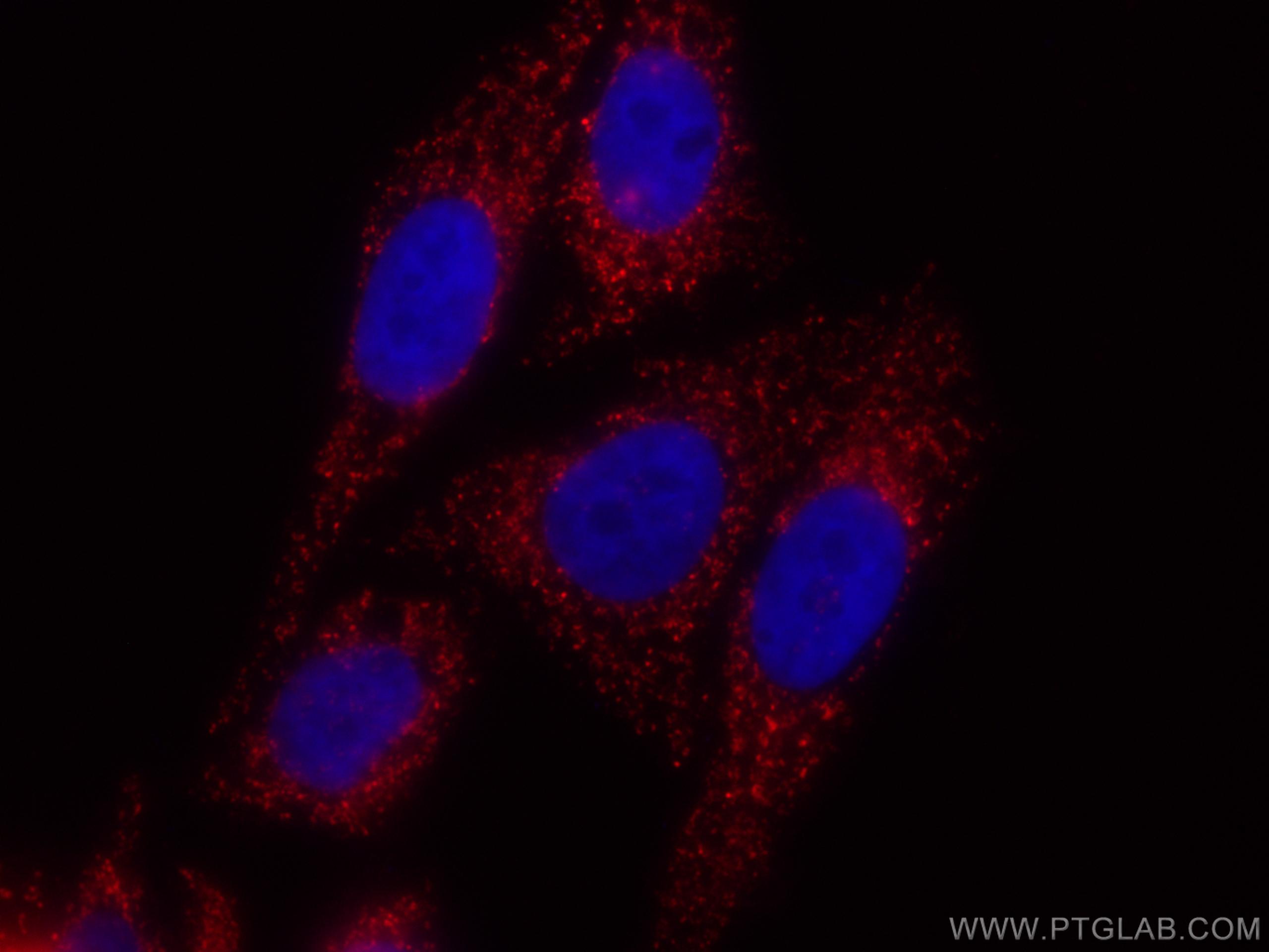 IF Staining of HepG2 using CL594-66037