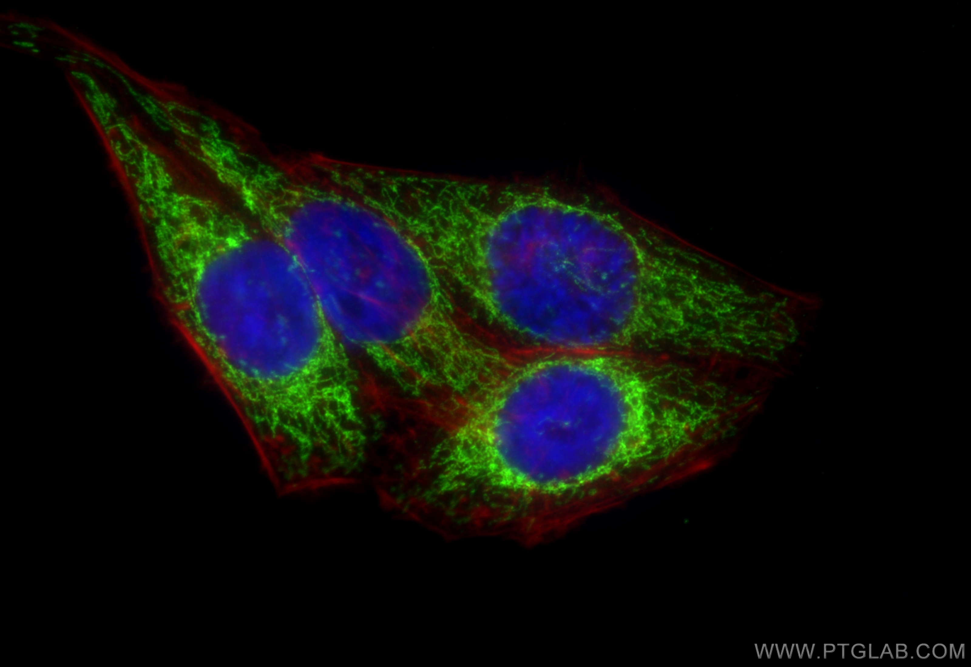 IF Staining of HepG2 using RMX00023