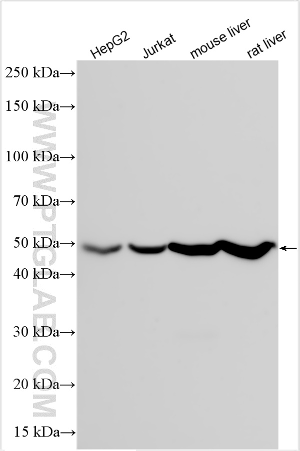 WB analysis using RMX00023