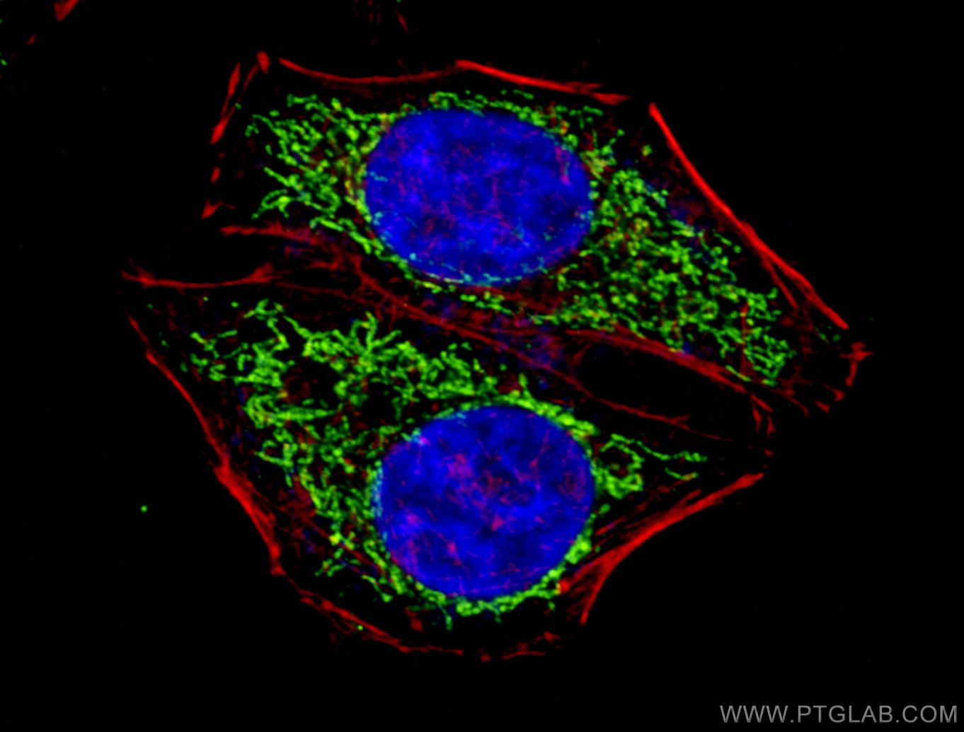 IF Staining of HepG2 using 10910-1-AP