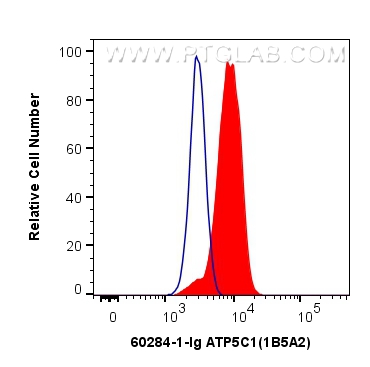 FC experiment of HeLa using 60284-1-Ig