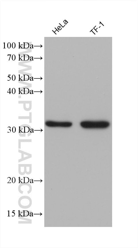 WB analysis using 60284-1-Ig