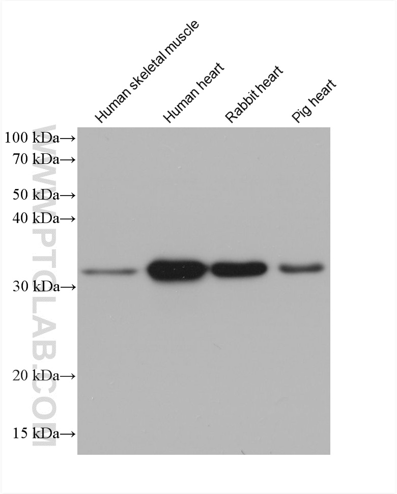 WB analysis using 60284-1-Ig