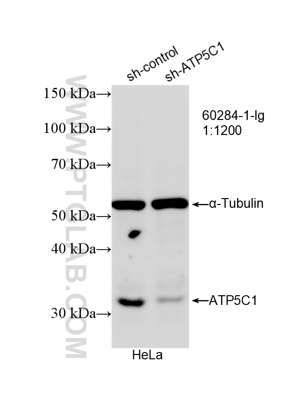 WB analysis of HeLa using 60284-1-Ig