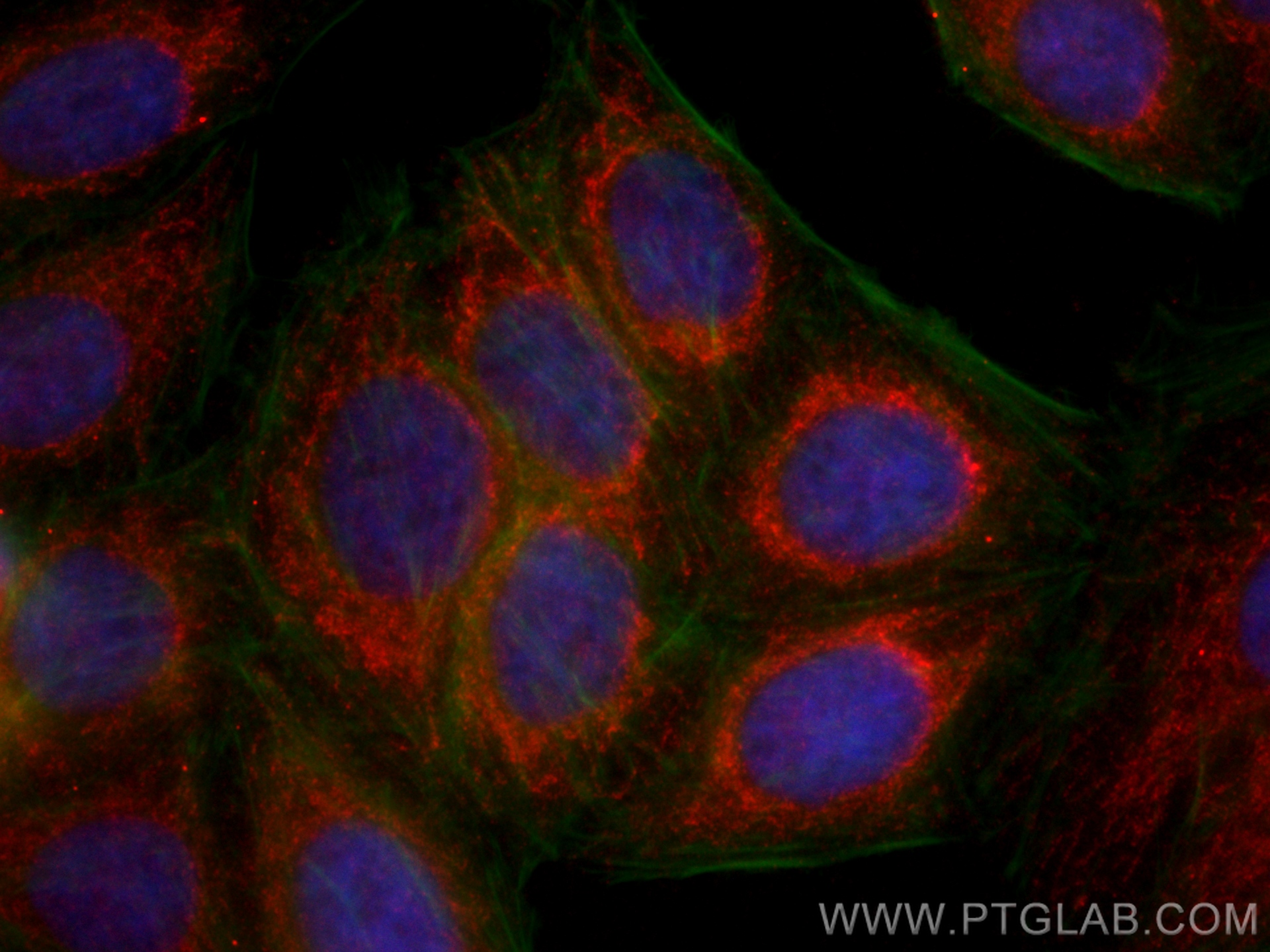 IF Staining of HepG2 using CL594-60284