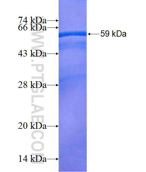 ATP5C1 fusion protein Ag1343 SDS-PAGE