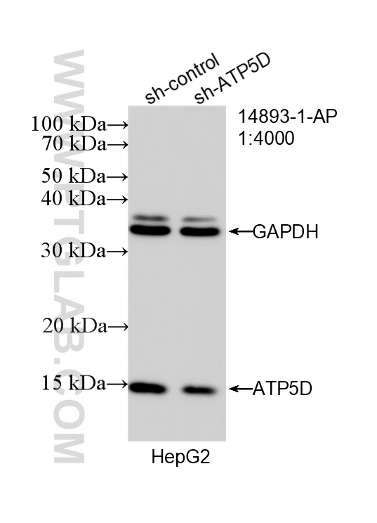 WB analysis of HepG2 using 14893-1-AP