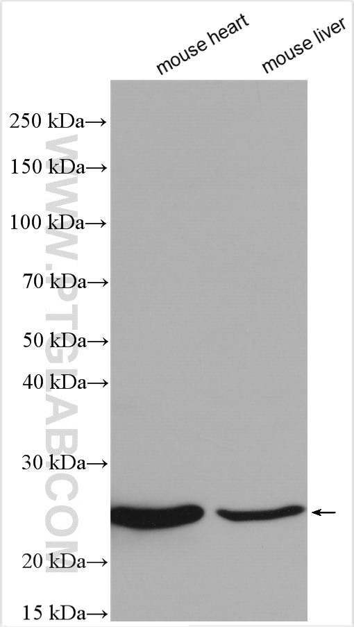 WB analysis using 15999-1-AP