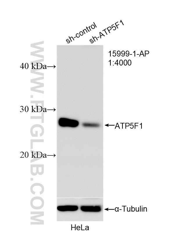 WB analysis of HeLa using 15999-1-AP
