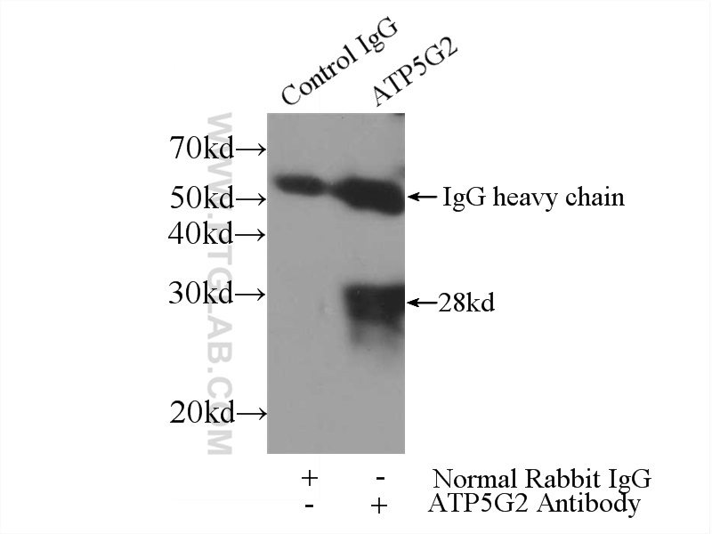 ATP5G2-Specific