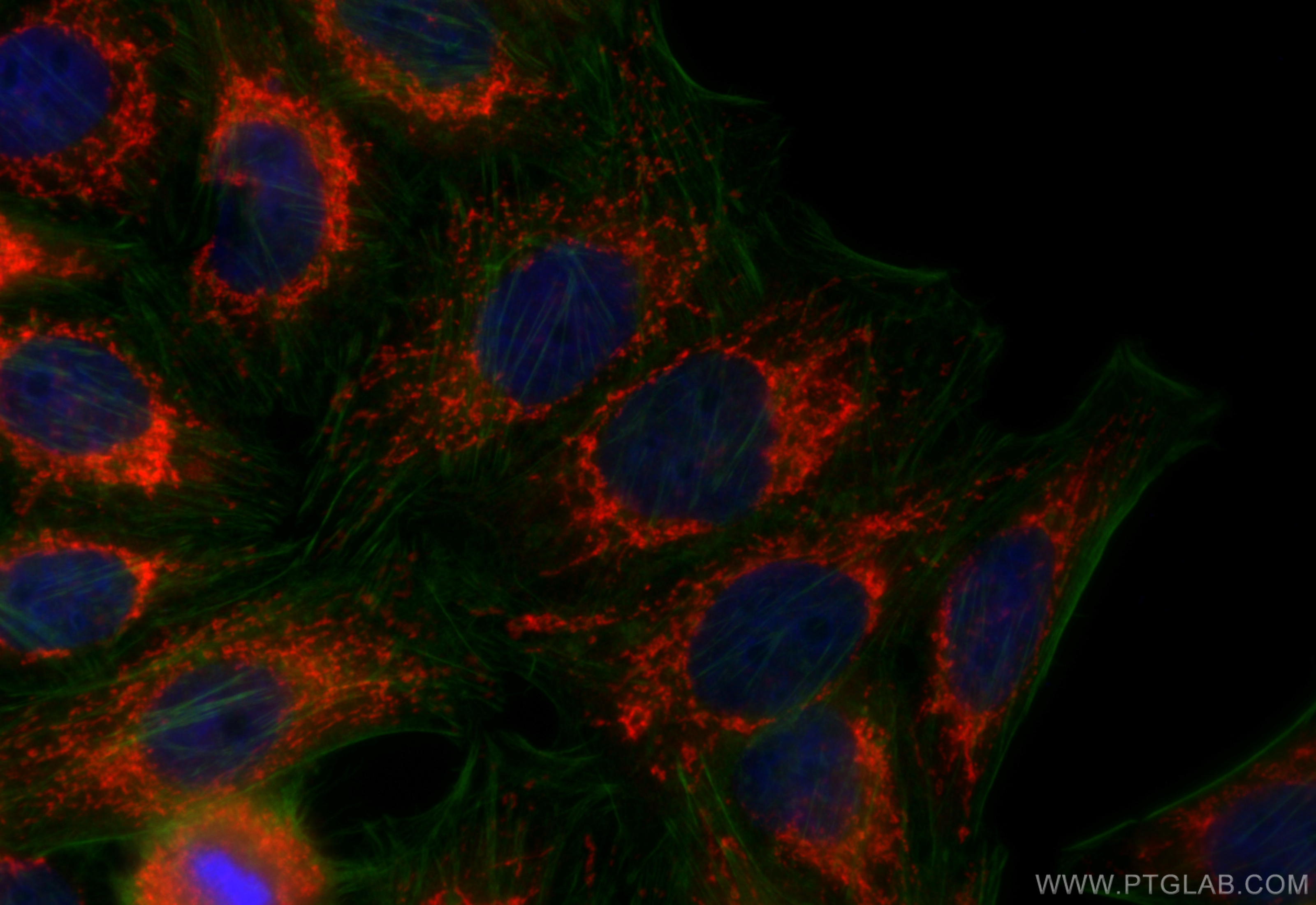 IF Staining of HepG2 using 17589-1-AP