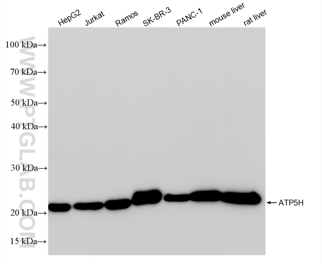 WB analysis using 86174-2-RR (same clone as 86174-2-PBS)