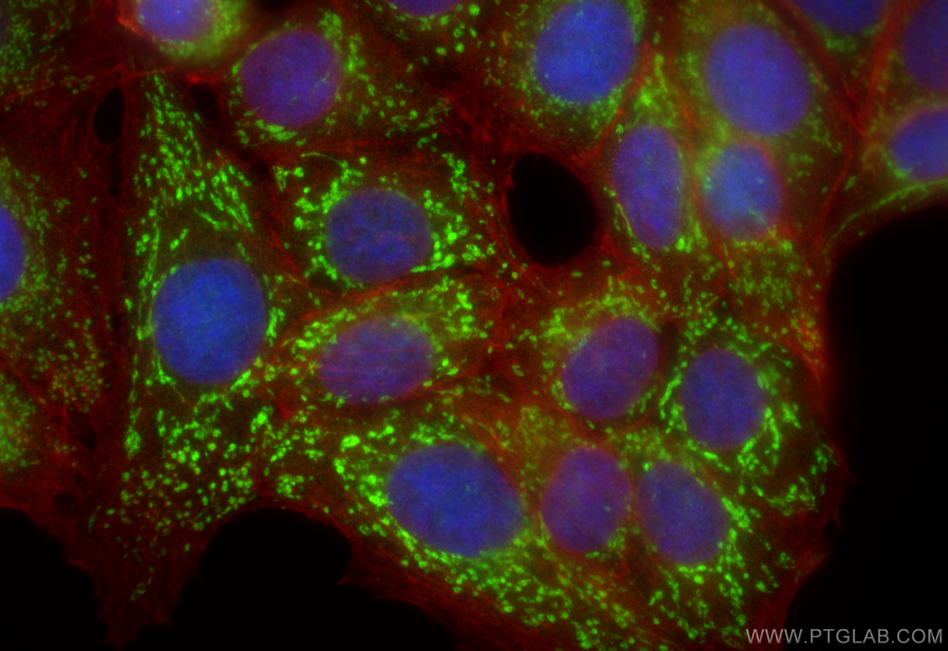 Immunofluorescent analysis of (4% PFA) fixed MCF-7 cells using ATP5J2 antibody (15842-1-AP) at dilution of 1:400 and CoraLite®488-Conjugated Goat Anti-Rabbit IgG(H+L) (<a class='green' href='/productredirect?CatalogNo=SA00013-2' target='_blank'>SA00013-2</a>), CL594-Phalloidin (red). IF Staining of MCF-7 using 15842-1-AP