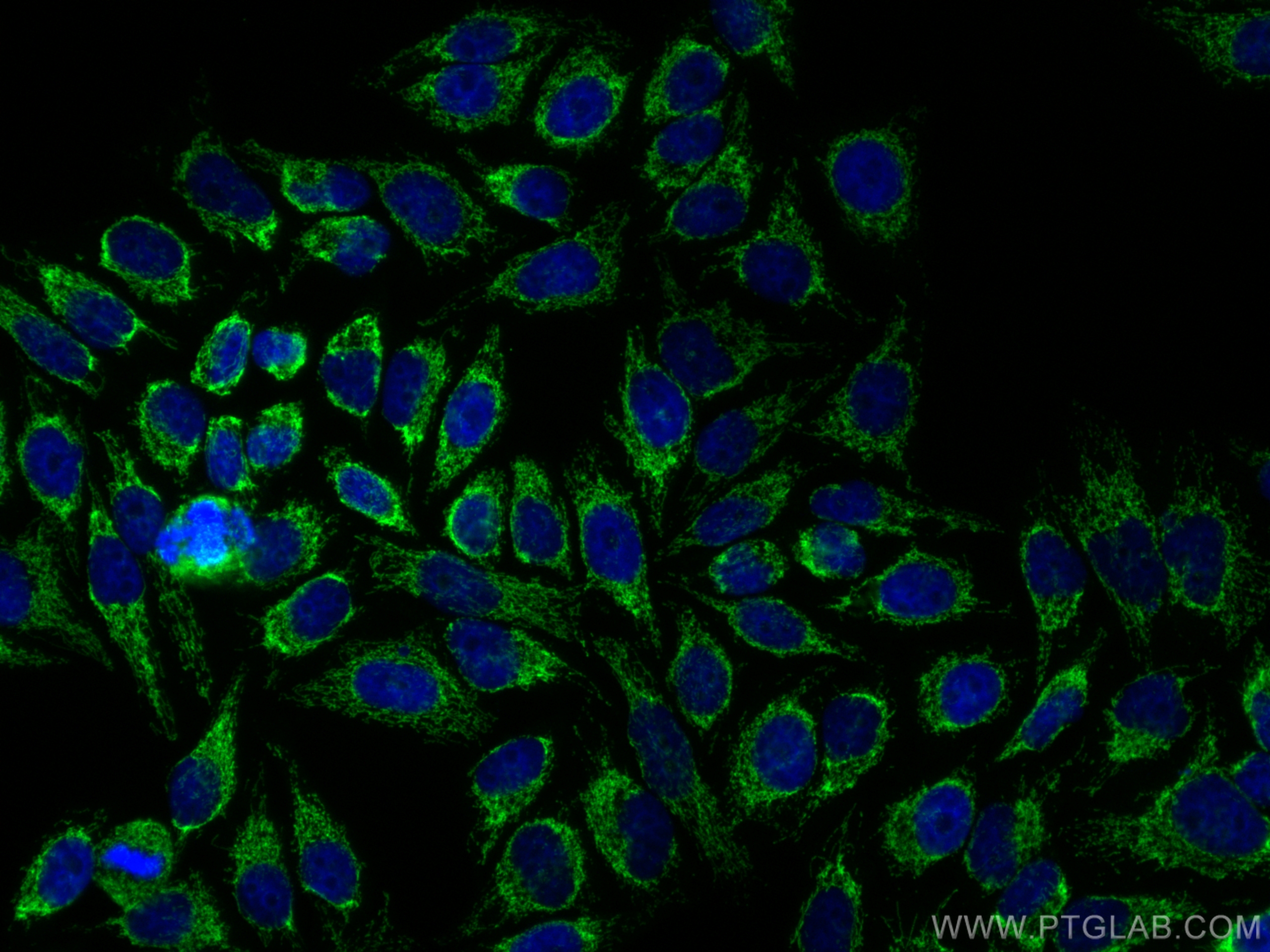 IF Staining of HepG2 using CL488-66696