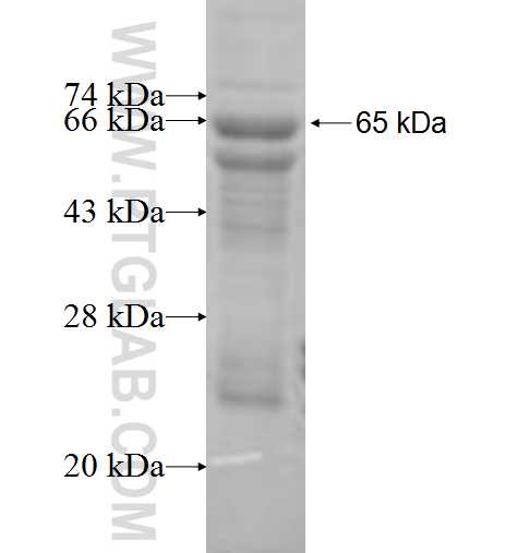 ATP6AP1 fusion protein Ag7260 SDS-PAGE ATP6AP1 fusion protein Ag7260 SDS-PAGE