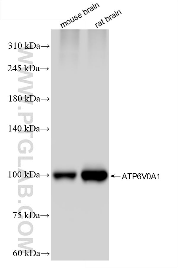 WB analysis using 85596-4-RR