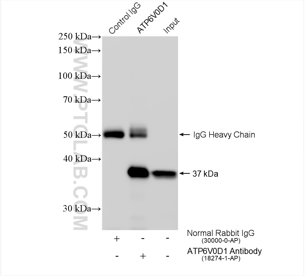 IP experiment of mouse testis using 18274-1-AP