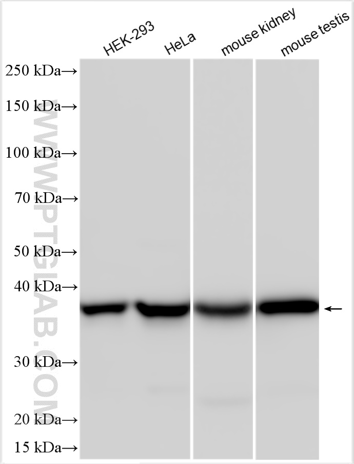 WB analysis using 18274-1-AP