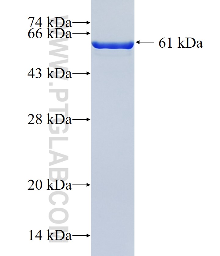 ATP6V0D1 fusion protein Ag13002 SDS-PAGE