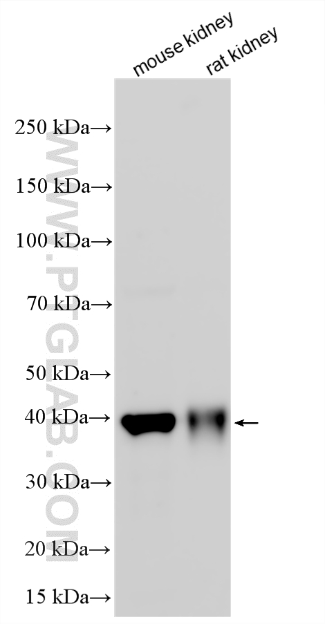 WB analysis using 33364-1-AP