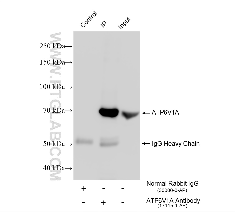 IP result of anti-ATP6V1A (IP:17115-1-AP, 4ug; Detection:17115-1-AP 1:10000) with RAW 264.7 cells lysate 1680 ug. IP experiment of RAW 264.7 using 17115-1-AP