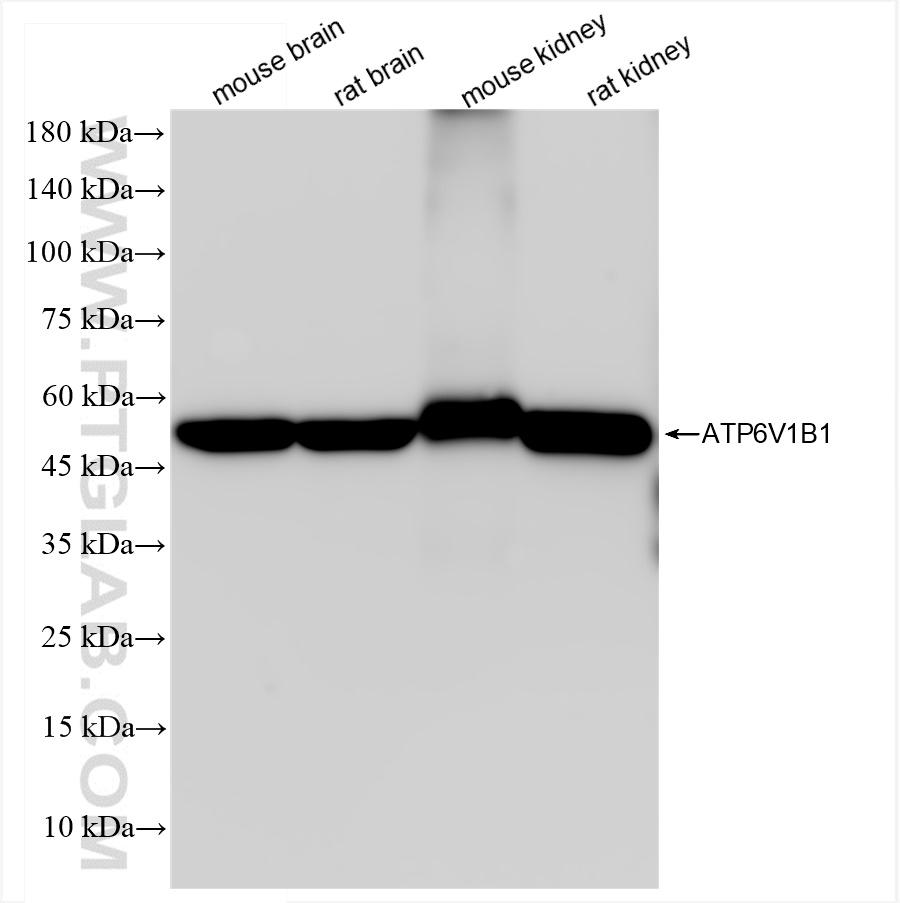 WB analysis using 83953-5-RR