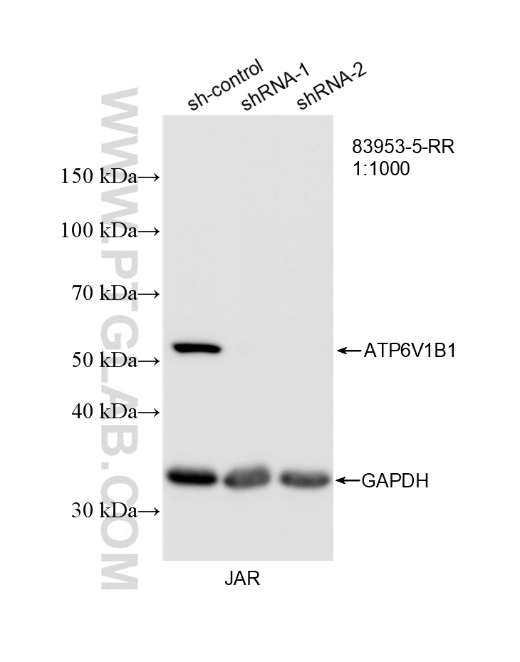 WB analysis of JAR using 83953-5-RR WB analysis of JAR using 83953-5-RR