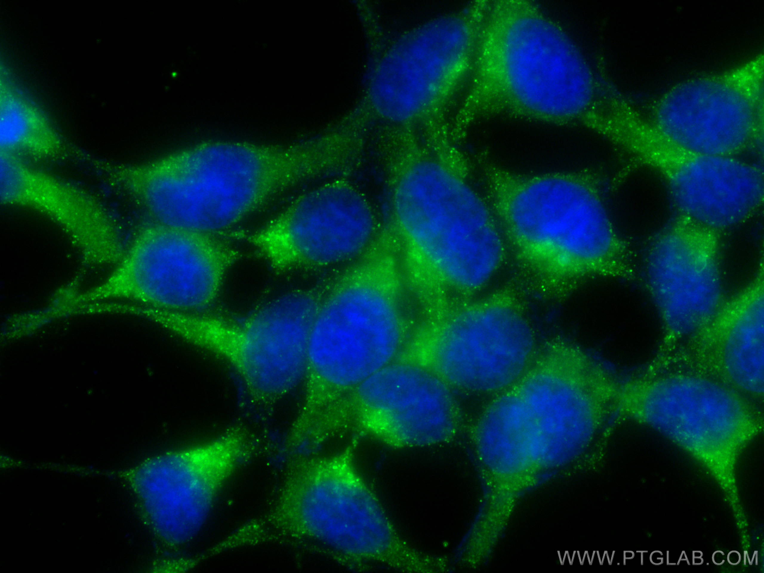 IF Staining of HEK-293 using CL488-68219