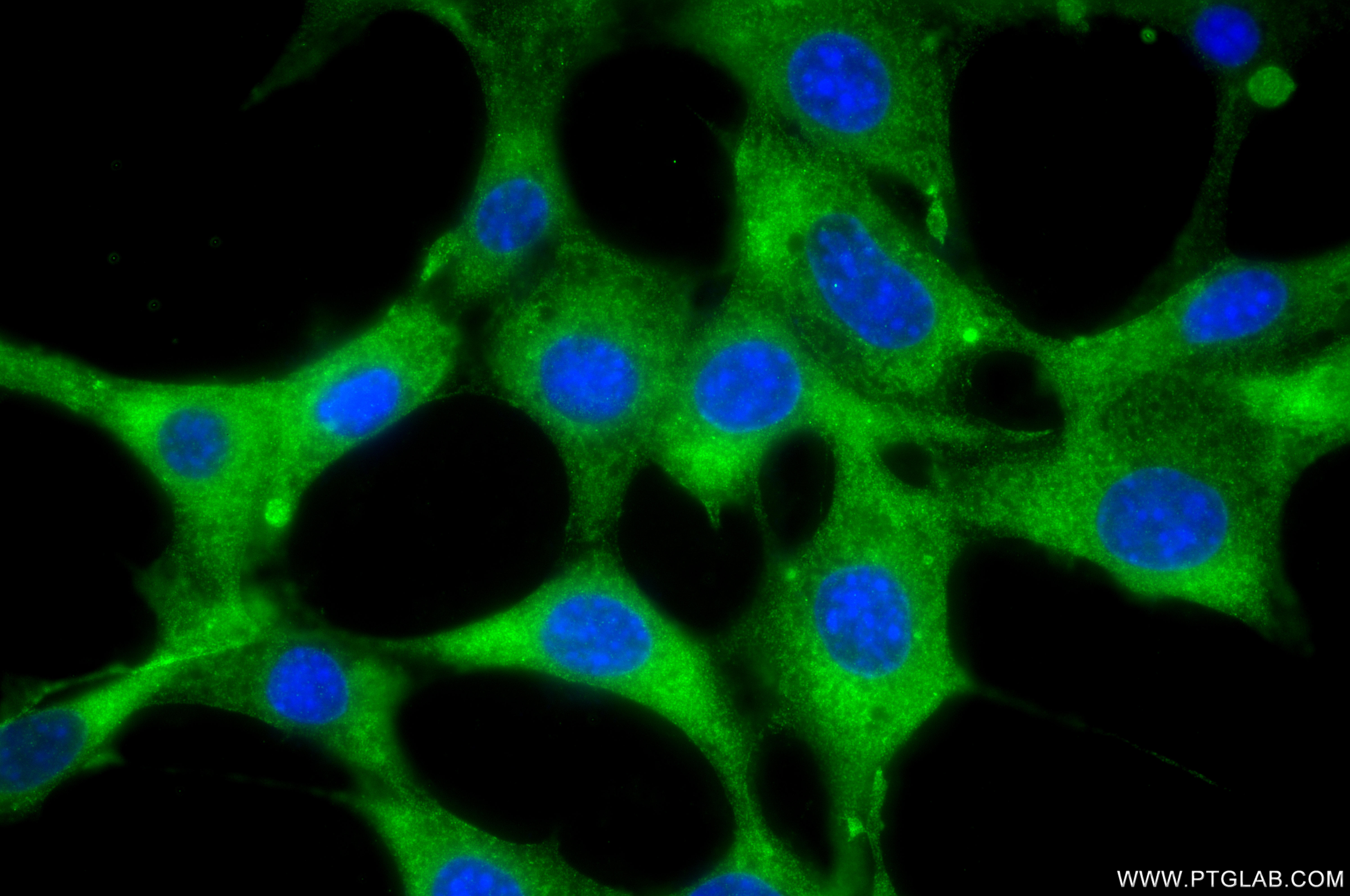 IF Staining of NIH/3T3 using 86345-2-RR