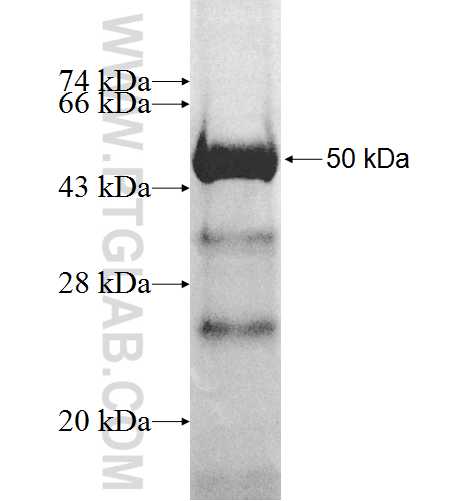 ATP6V1C1 fusion protein Ag8996 SDS-PAGE ATP6V1C1 fusion protein Ag8996 SDS-PAGE