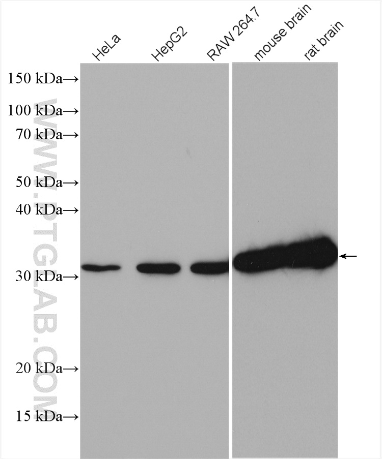 WB analysis of HeLa using 15280-1-AP