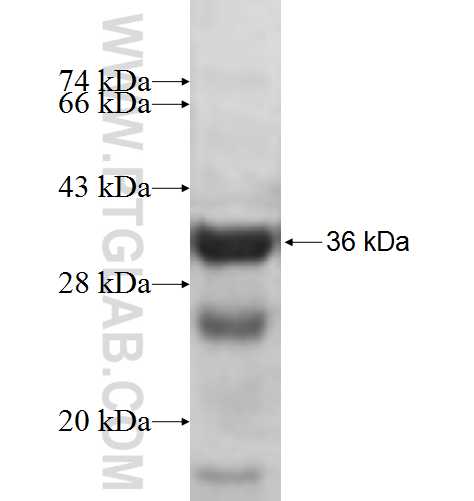 ATP6V1E1 fusion protein Ag7839 SDS-PAGE