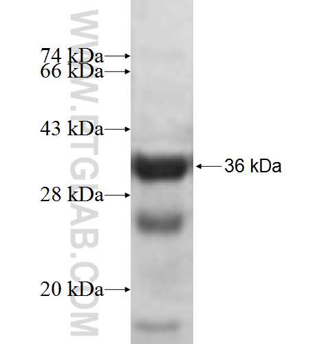 ATP6V1E1 fusion protein Ag7839 SDS-PAGE ATP6V1E1 fusion protein Ag7839 SDS-PAGE