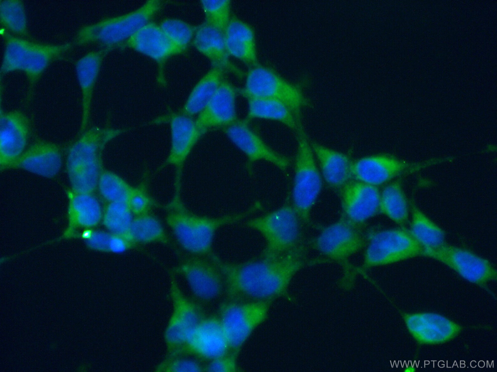 IF Staining of HEK-293 using 16143-1-AP