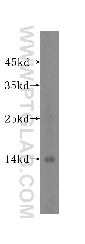 WB analysis of Jurkat using 16143-1-AP