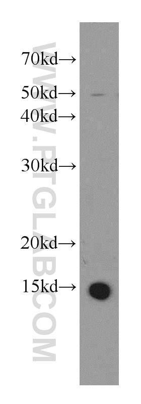 WB analysis of HEK-293 using 19523-1-AP