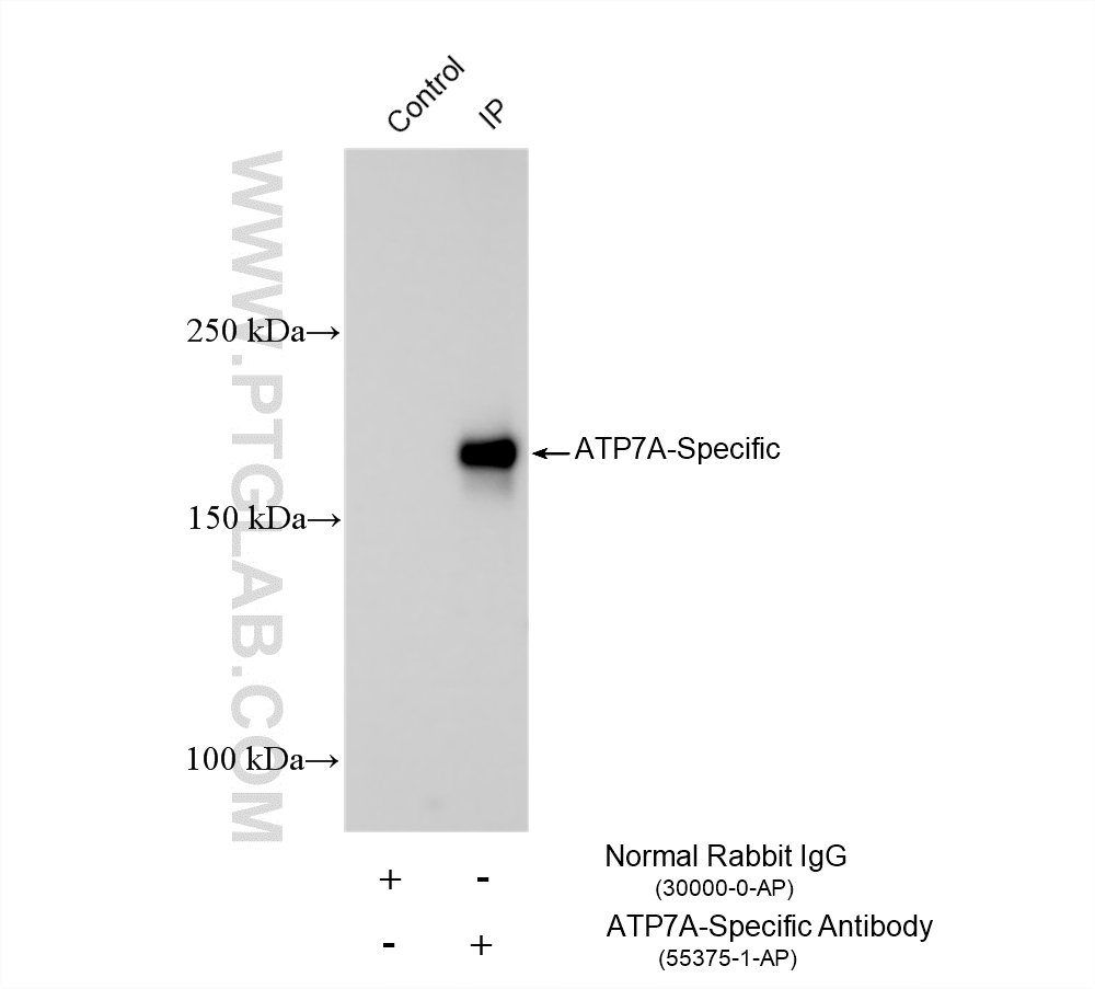 IP experiment of mouse lung using 55375-1-AP
