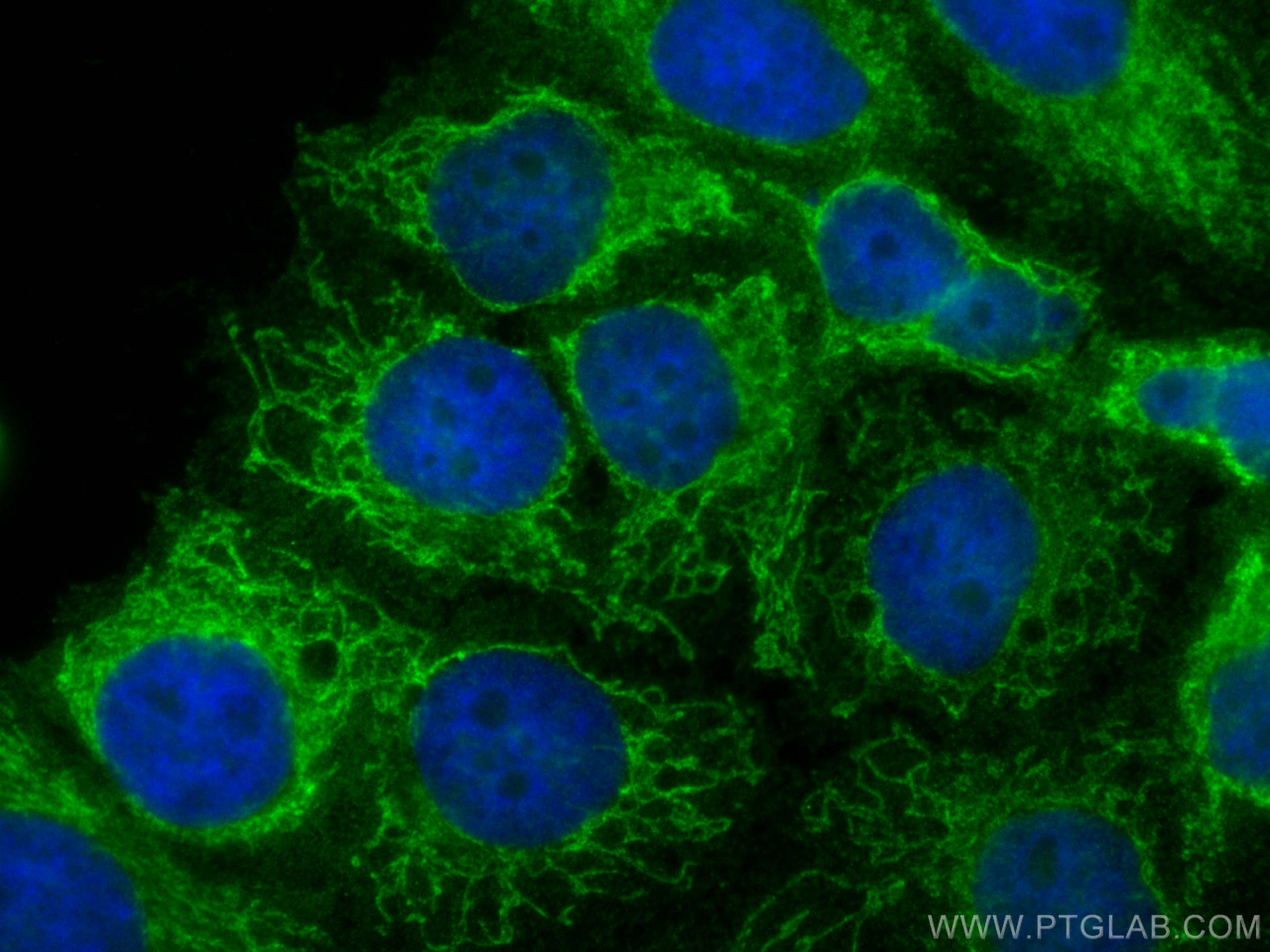 IF Staining of HepG2 using 26723-1-AP