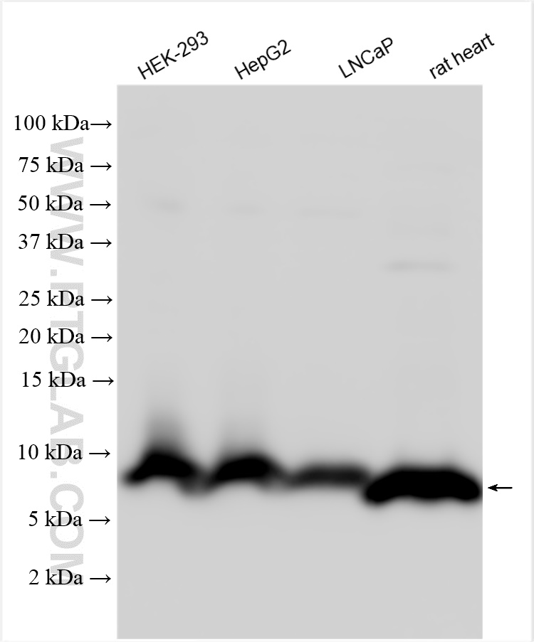 WB analysis using 26723-1-AP