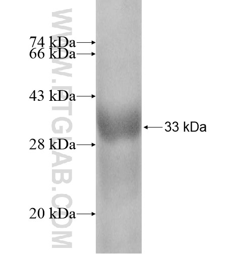 ATP8B3 fusion protein Ag10931 SDS-PAGE ATP8B3 fusion protein Ag10931 SDS-PAGE