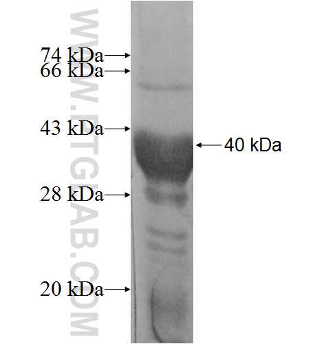 ATPAF1 fusion protein Ag8527 SDS-PAGE ATPAF1 fusion protein Ag8527 SDS-PAGE