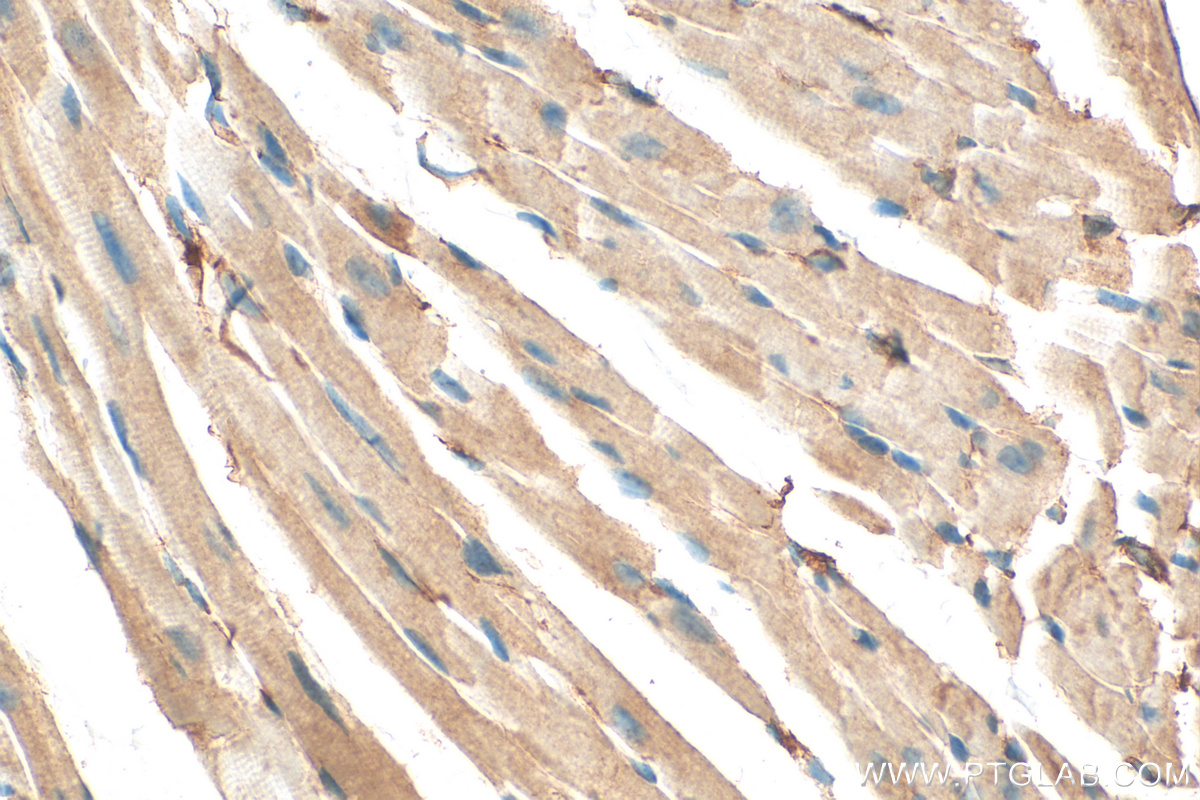 IHC staining of mouse heart using 68351-1-Ig (same clone as 68351-1-PBS)