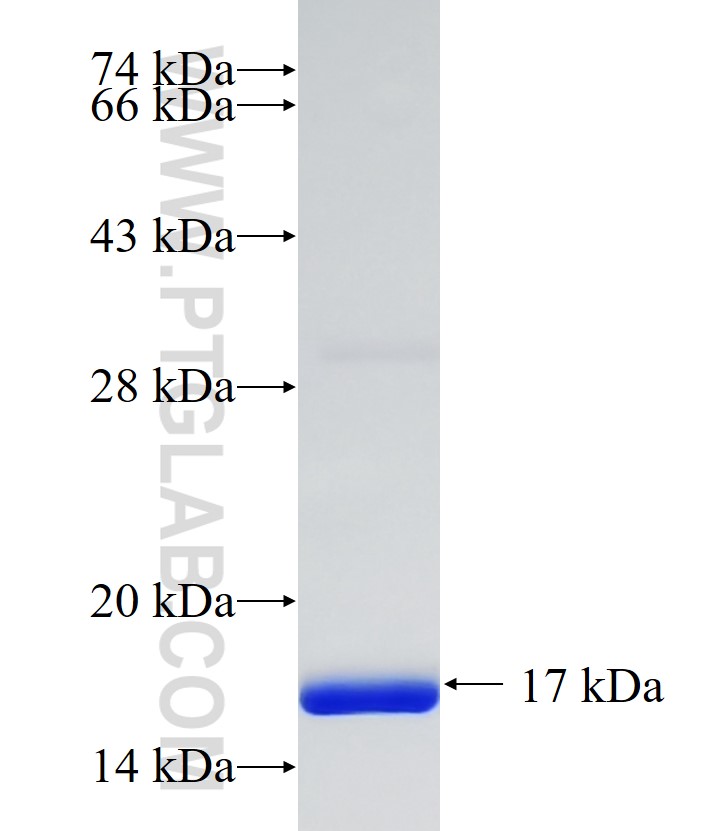 ATPAF2 fusion protein Ag33261 SDS-PAGE ATPAF2 fusion protein Ag33261 SDS-PAGE